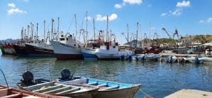 Podrán pescadores salir a su captura a partir del 14 de septiembre