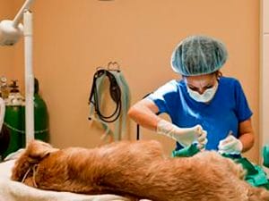 Con una nueva jornada de esterilización de mascotas programada en la escuela primaria “Rodolfo Siordia”
